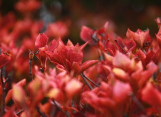 学校新聞「陵雲」9月号②