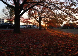 学校新聞「陵雲」11月号