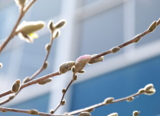 学校新聞「陵雲」3月号